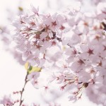 MARI85_awaihikaritopinksakura20120505500